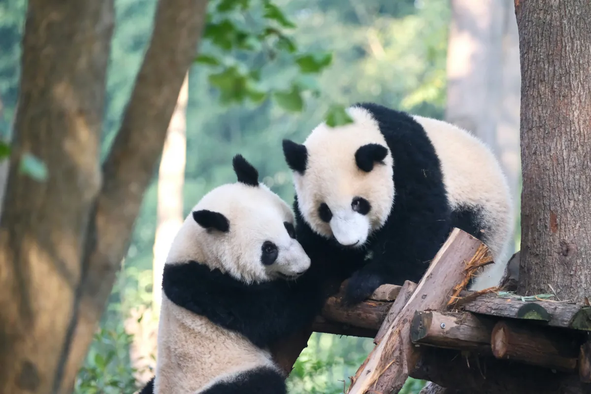 Playful giant pandas at the Chengdu Research Base of Giant Panda Breeding, a must-visit highlight of the city.
